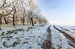 England, West Yorkshire, Calderdale. A track beside trees on a bright and frosty morning.