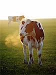 England, West Yorkshire, Calderdale. Cattle at sunset on a cold autumn evening.