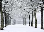 England, West Yorkshire, Halifax. Rows of trees at a park in falling snow.