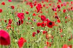 England, Norfolk, Cromer. Poppies in the rain.