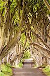 The Dark Hedges, County Antrim, Ulster region, northern Ireland, United Kingdom. Iconic trees tunnel.