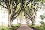 The Dark Hedges (Bregagh Road), Ballymoney, County Antrim, Ulster region, northern Ireland, United Kingdom. Iconic trees tunnel.