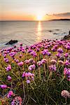 Crohy Head, County Donegal, Ulster region, Ireland, Europe. Flowers blooming on top of the cliffs at sunset.