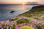 Crohy Head, County Donegal, Ulster region, Ireland, Europe. Flowers blooming on top of the cliffs at sunset.