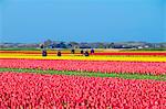 Netherlands, North Holland, Den Helder. Workers in bulb field walking past colorful flowering tulips in spring.