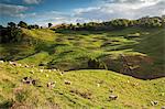 New Zealand. Pastoral landscape scene in the King Country region of New Zealands North Island.