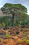 Scotland, Glen Affric. Scots Pine tree amongst autumn foliage.