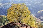 Scotland, Glen Lyon. Autumnal birch tree glowing in the sunshine.