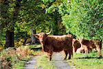 Scotland, Glen Lyon. Highland cattle on a track in autumn.