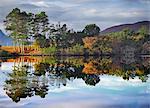 Scotland, Ullapool. Autumn trees reflected in Loch Cul Dromannan north of Ullapool.