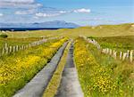 Scotland, Argyll and Bute, Isle of Coll. A single track road lined with wildflowers.