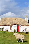 Scotland, Argyll and Bute, Isle of Tiree. Sheep grazing by a traditional hebridean cottage in Scarinish.