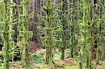 Scotland, Highland, Glen Etive. Trees covered in moss.