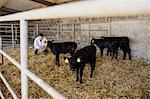 Vet crouching while examining black calves at shed