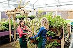 Two female florists holding potted plant in garden centre