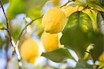 Lemons in lemon tree