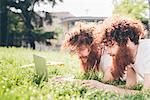 Young male hipster twins with red hair and beards lying in park browsing laptop