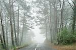 Landscape and misty forest road, Gourdon, Alpes Maritimes, France