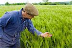 Farmer inspecting green barley field