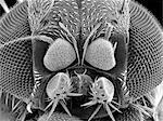 Magnified fruit fly