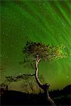 Aurora borealis above tree at Polygonal Lakes at night, Khibiny mountains, Kola Peninsula, Russia