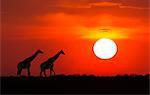 Giraffes at sunset, Etosha National Park, Namibia