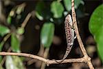 Carpet chameleon (white-lined chameleon) (Furcifer lateralis), endemic to Madagascar, Africa