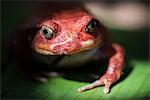 Close-up of a Madagascar tomato frog (Dyscophus antongilii), endemic to Madagascar, Africa