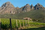 Vineyards near Stellenbosch in the Western Cape, South Africa, Africa