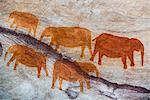 San rock art cave paintings on the wall of a rocky overhang in the Stadsaal Caves in the Cederberg, Western Cape, South Africa, Africa