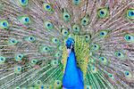 Peacock (Pavo Cristatus), Sequim, Olympic Peninsula, Washington, United States of America, North America