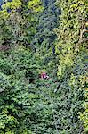 Costa Rica, Alajuela Province, La Fortuna, Arenal.  A man on a zip line speeding through the forested slopes of Arenal Volcano.