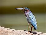 Costa Rica, Alajuela Province, Los Chiles, Rio Frio.  A Green Heron.