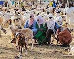 Niger, Agadez. The busy livestock market at Agadez.