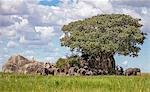 Tanzania, Northern Tanzania, Serengeti National Park. A herd of elephants is watched over by a lion on top of a granite outcrop, known as a kopje.