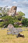 Tanzania, Northern Tanzania, Serengeti National Park. Common zebras and a white-bearded gnu graze the lush grasslands beneath a rock outcrop, or inselberg, in the vast Serengeti.