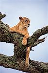 Tanzania, Northern Tanzania, Serengeti National Park. After overnight rain, a lioness dries out on the branch of an acacia tree.