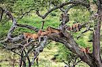 Tanzania, Northern Tanzania, Serengeti National Park. After overnight rain, a pride of lions dries out while resting on the branches of a large acacia tree.