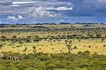 Tanzania, Northern Tanzania, Serengeti National Park. Moru Kopjes is an area of outstanding game viewing during the rainy season when large herds of wildebeest and zebras crisscross the vast plains.