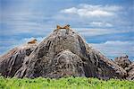 Tanzania, Northern Tanzania, Serengeti National Park. Lions keep watch for their prey on the top of large boulders in the Serengeti.