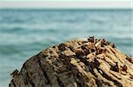 Plague of locusts on the black sea coast