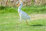 Cattle egret bubulcus ibis walking on grass in rural garden