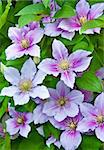 Purple clematis flowers on a natural background