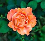 Flower orange rose on a natural background