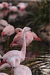 The Chilean flamingo, Phoenicopterus chilensis, is bright pink freshwater bird found in streams and lakes.