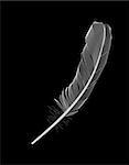 White Bird Feather Drawn on Black Background. Vector Illustration. EPS10