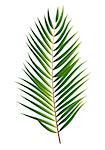 Palm Tree Leaf  Silhouette Isolated on White Background Vector Illustration EPS10