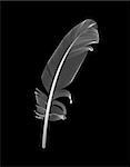 White Bird Feather Drawn in Black Background. Vector Illustration. EPS10