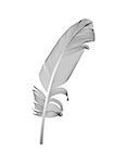 Black Bird Feather Drawn in White Background. Vector Illustration. EPS10