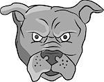 Illustration of an angry bulldog head facing front set on isolated white background done in cartoon style.